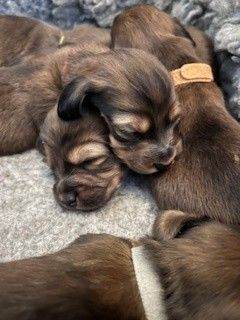 ⭐️⭐⭐️⭐️⭐️ Last two Males Reserve Now!