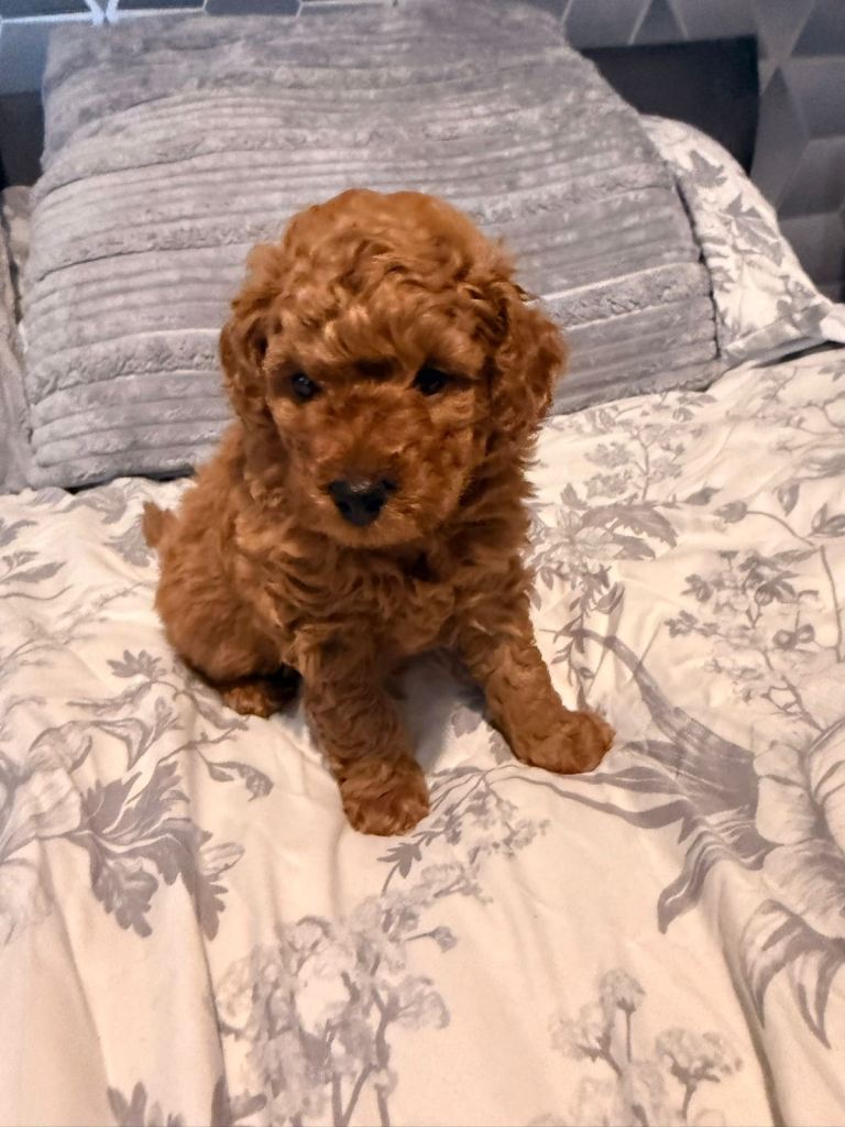 Red toy poodle puppy