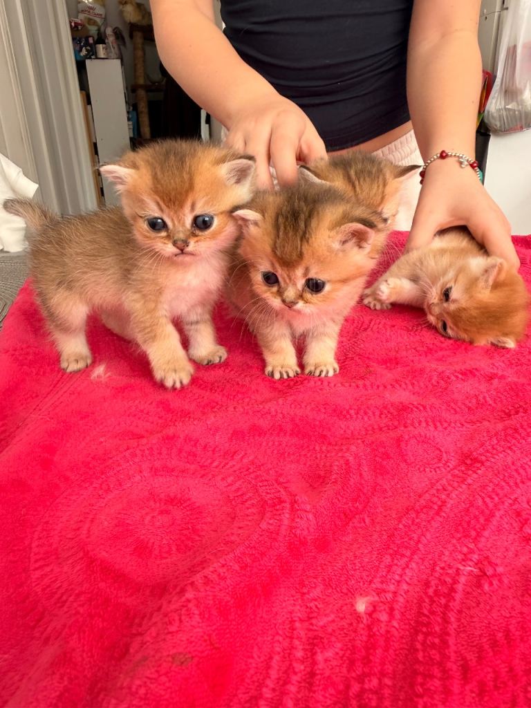 BSH Golden chinchilla kittens NY12 🐶Tica reg