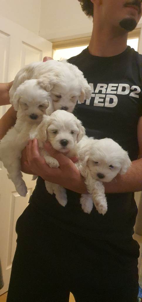 Maltese puppies for sale purebred