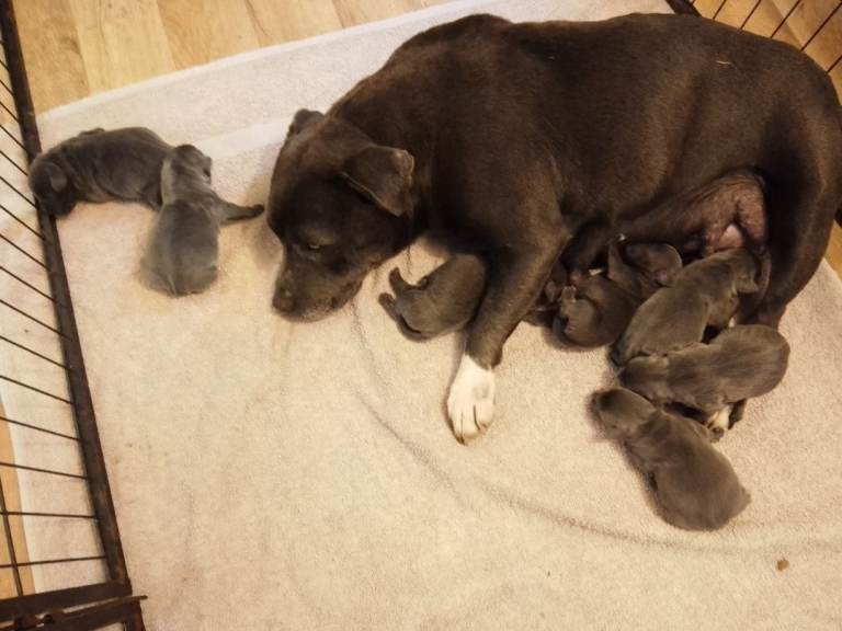 Staffordshire Bull Terrier Puppies 