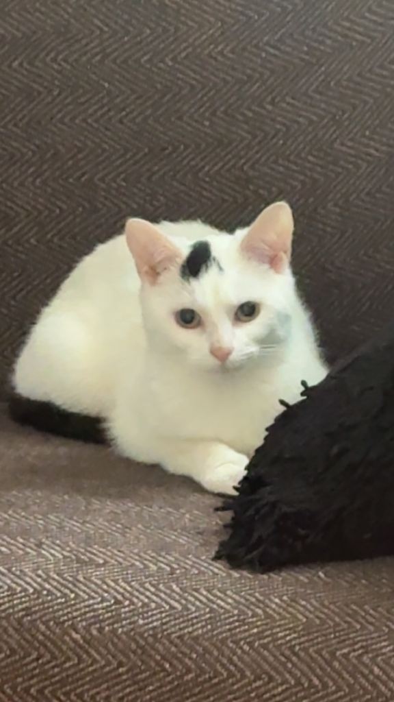 10 month old kitten 