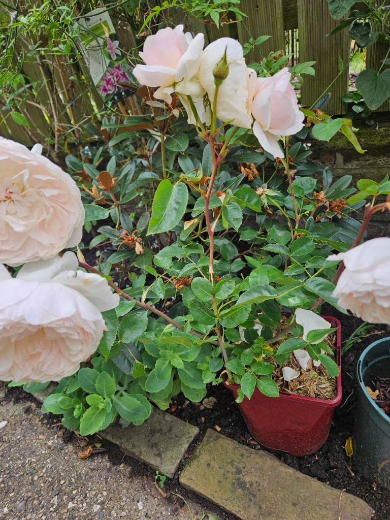 Beautiful Light Pink Rose Bush in Pot