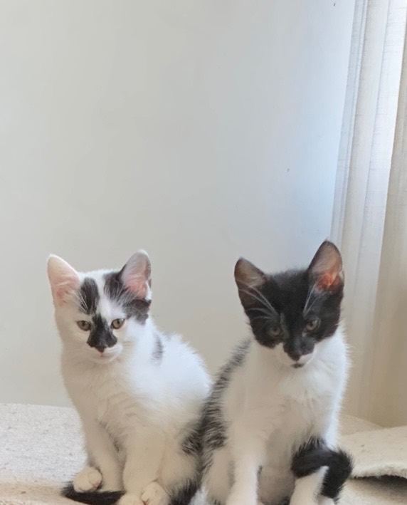 Beautiful Kittens ready now