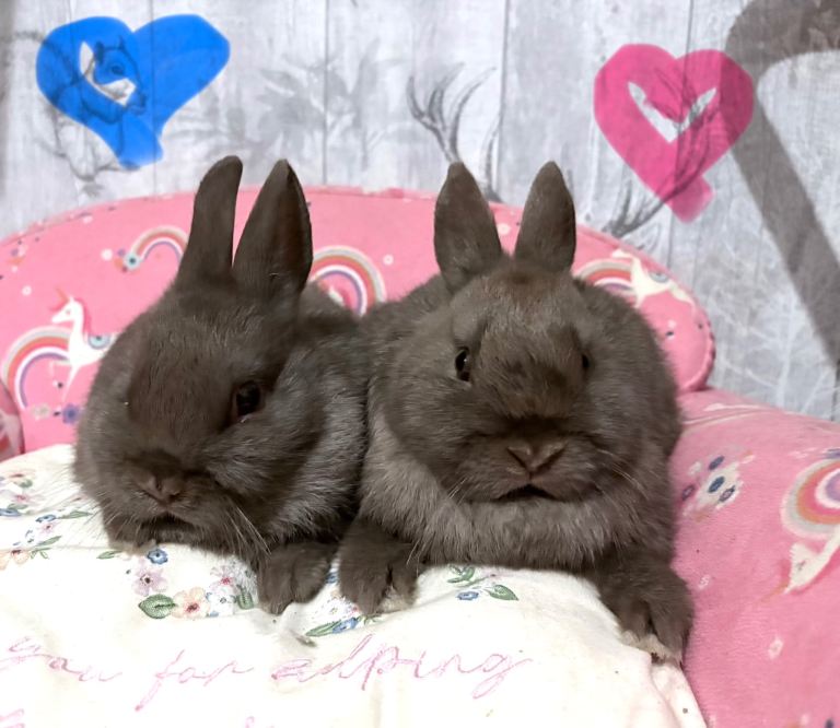 2 12 week old netherland dwarfs 