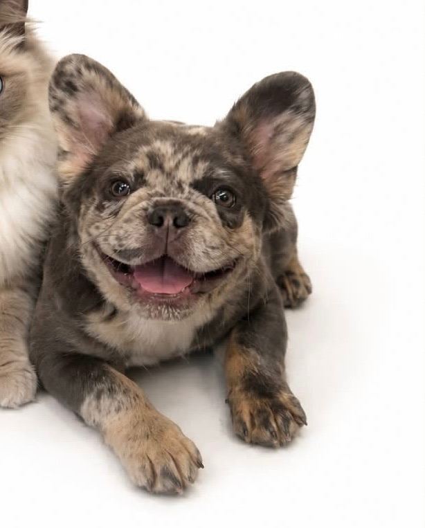 Female Merle fluffy French bulldog 7 months old 
