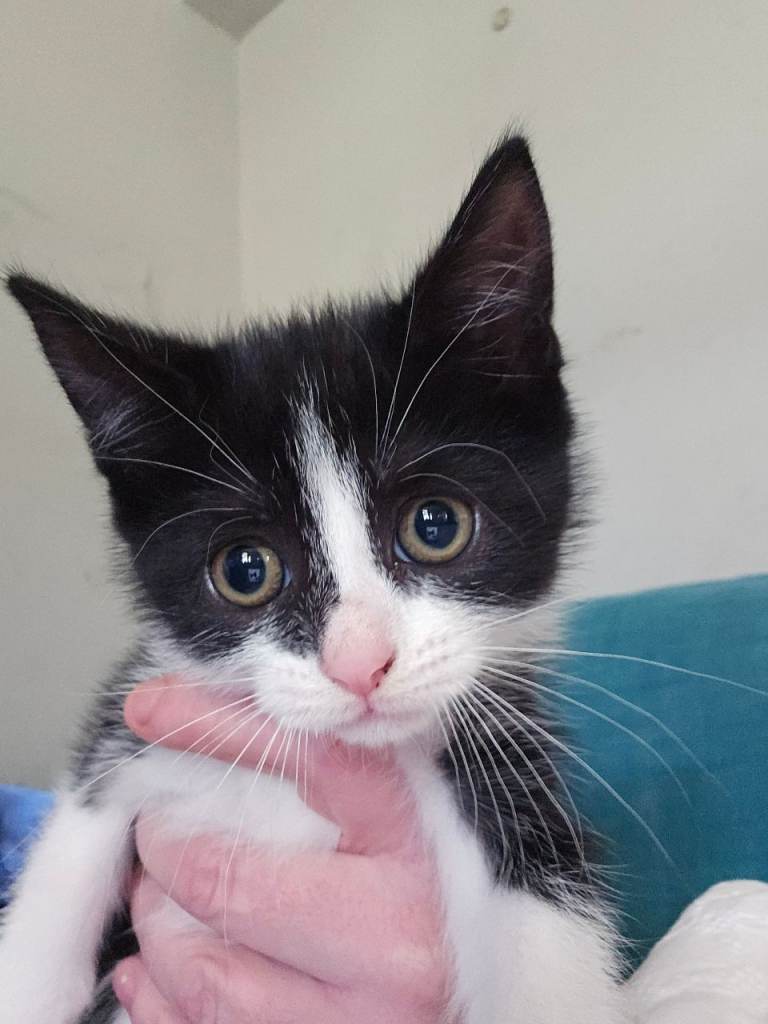 Last wee girl kitten ready yo leave 