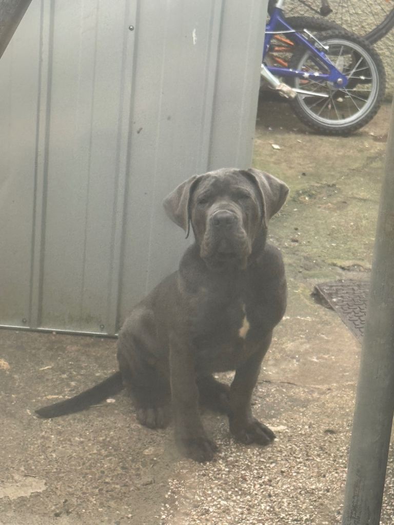 6 month old boy puppy boerboel cross presa canario