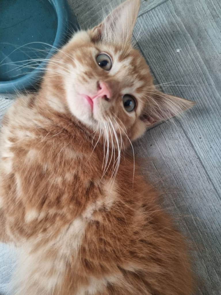British breed kitten 