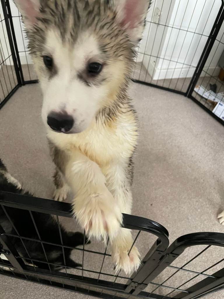 Pure Siberian Huskie pups .