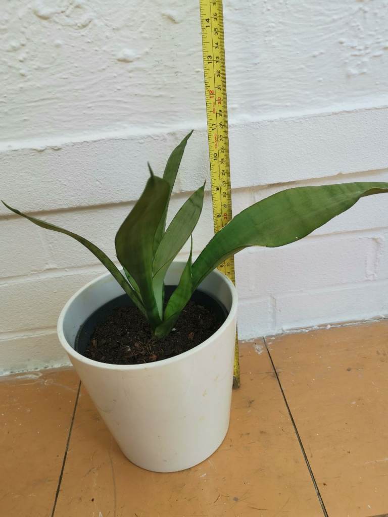 Snake plant with ceramic pot~ Local drop off 