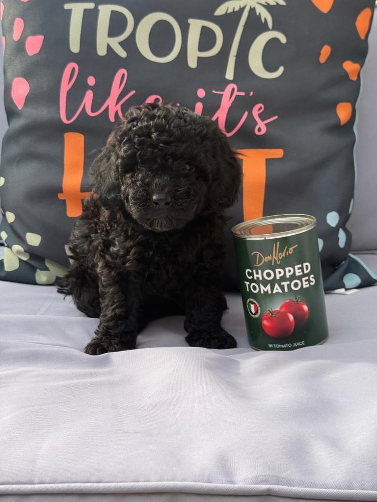 🐾 Beautiful Toy Cockapoo Puppies from Extensively DNA & Health Tested Parents 🐾