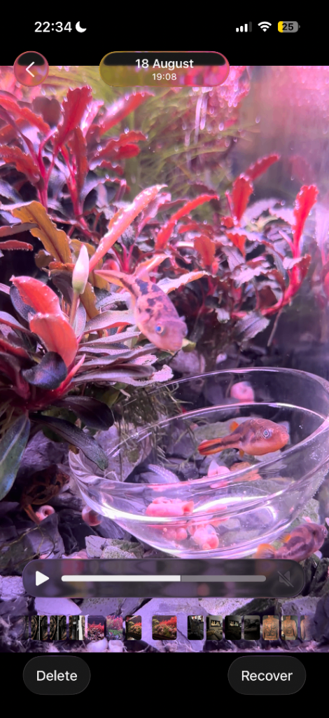 Group of Pea puffers dwarf puffer fish and feeder tank 