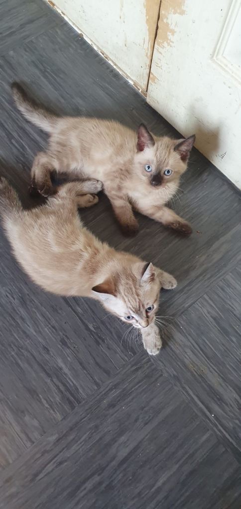 4 Tonkinese Kittens For Sale