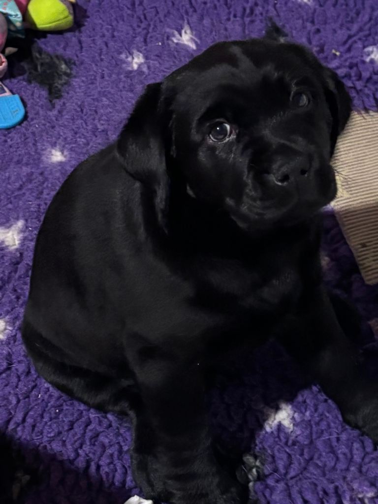 Black Labrador Puppy