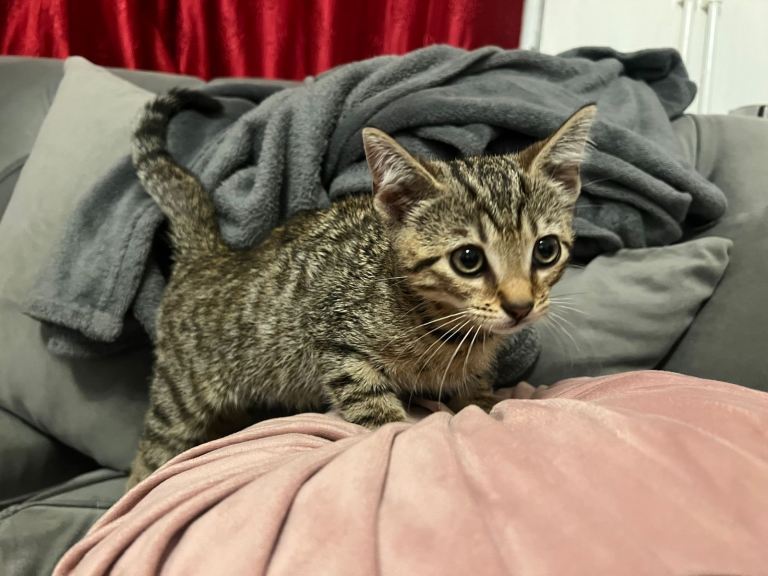 Kitten