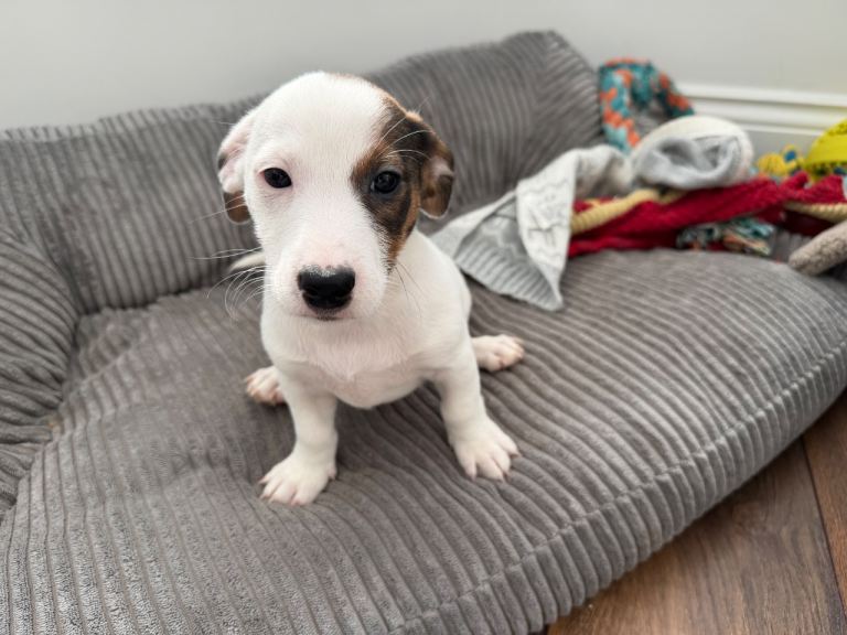 Jack Russel puppy 9 weeks old 