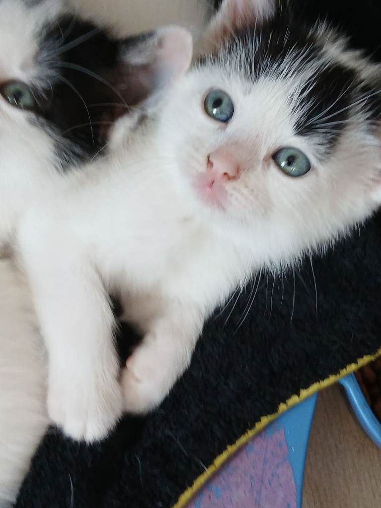 Sweet beautiful kitten