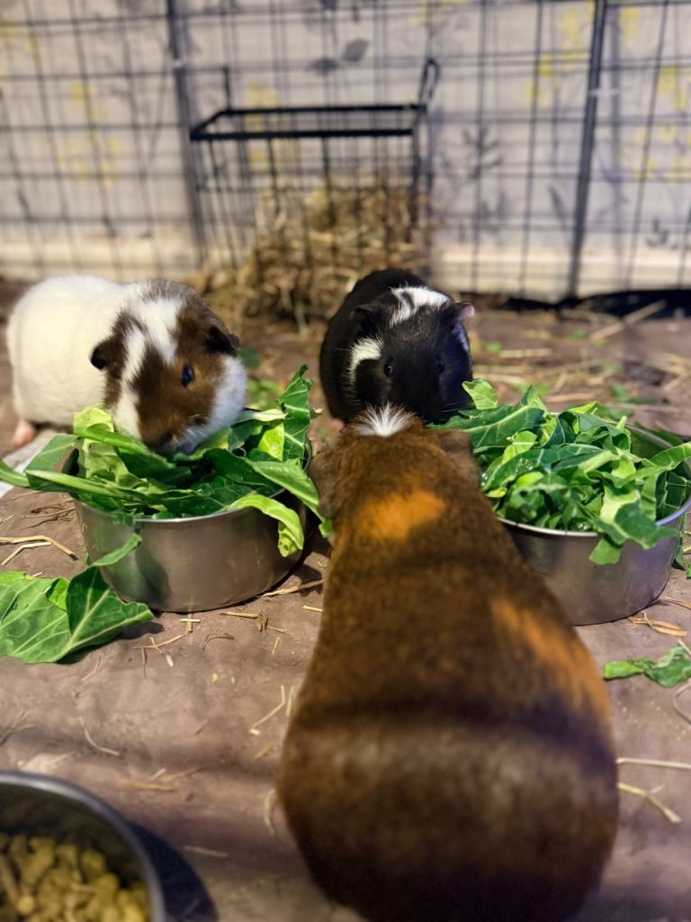 3x male guinea pigs