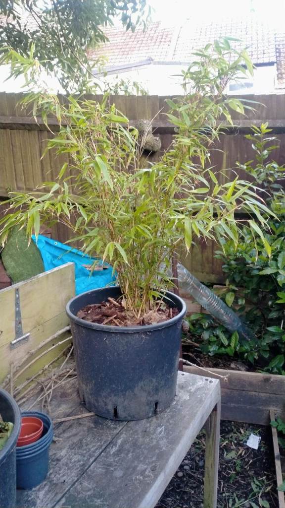 Umbrella Fountain Bamboo plant 