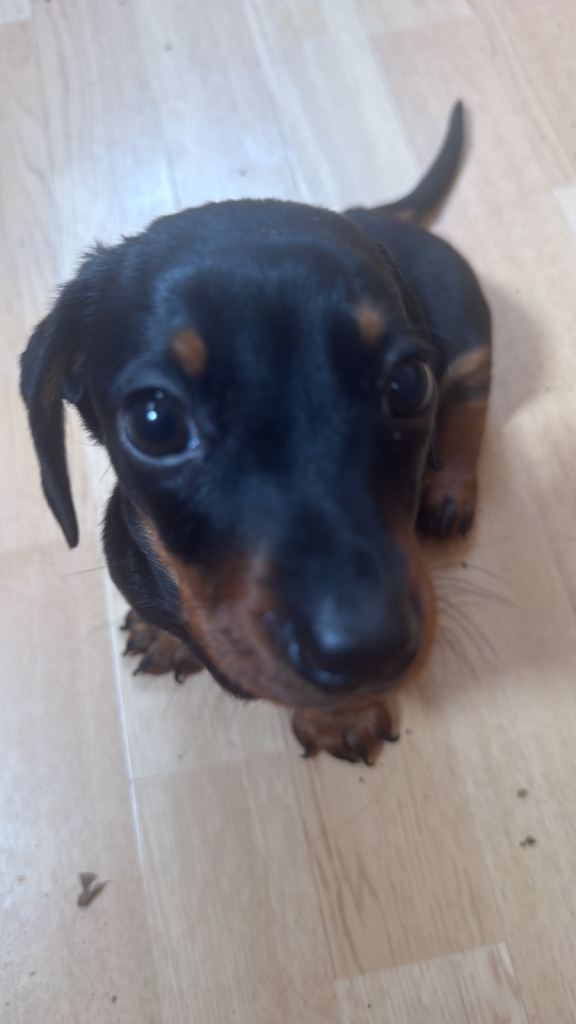 Dash Hound Puppy Male 