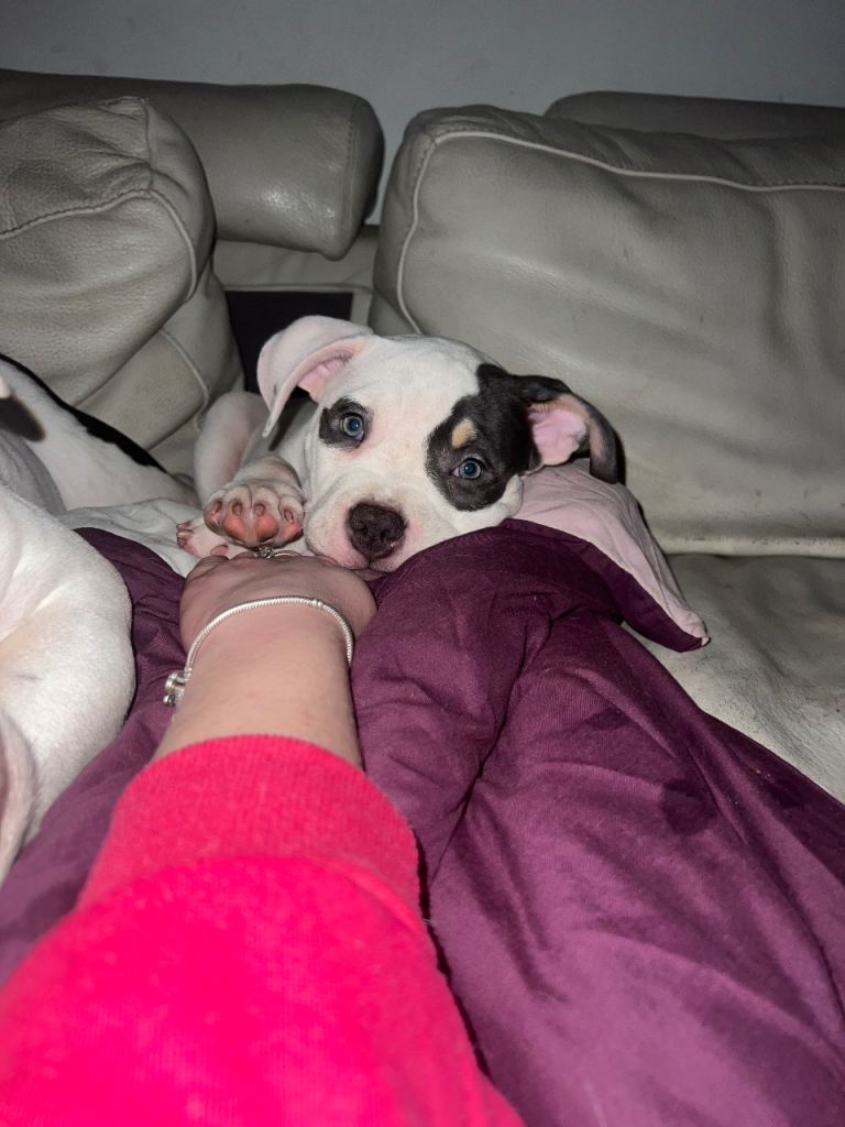 Pocket Bully puppy GIRL - for sale 