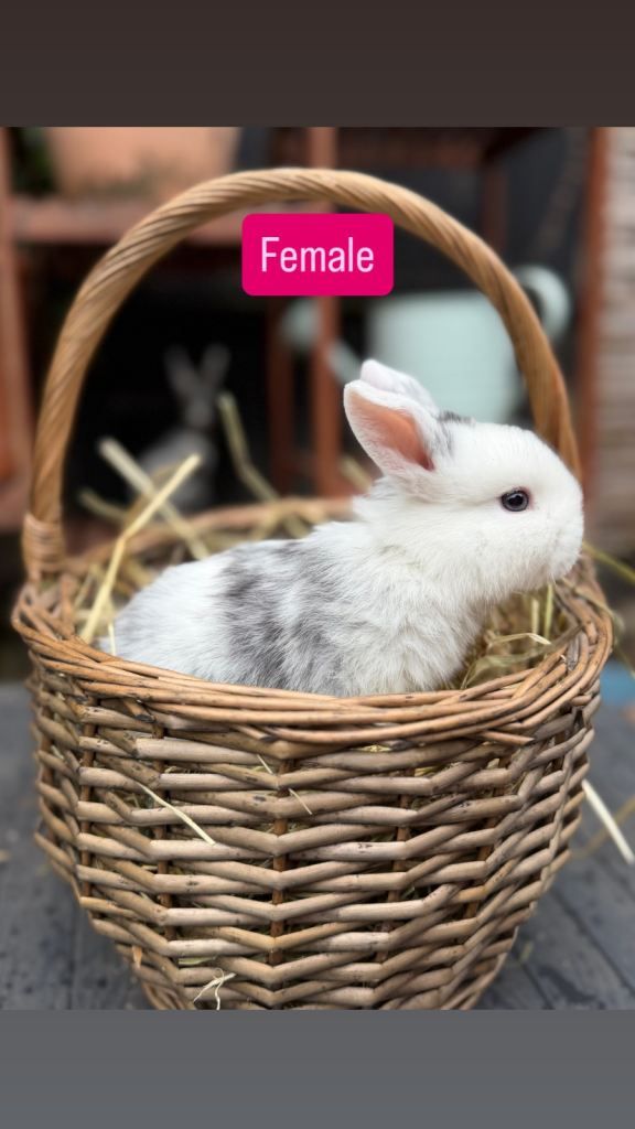 Mini Lop Baby Rabbits