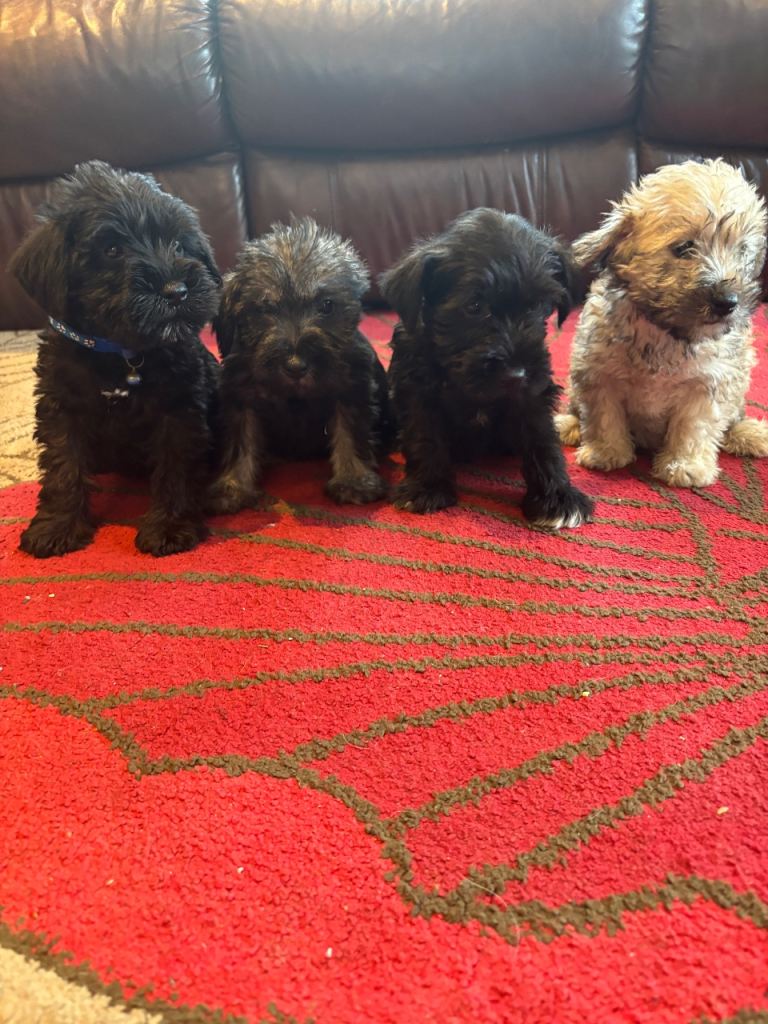 Minature schnauzer puppies