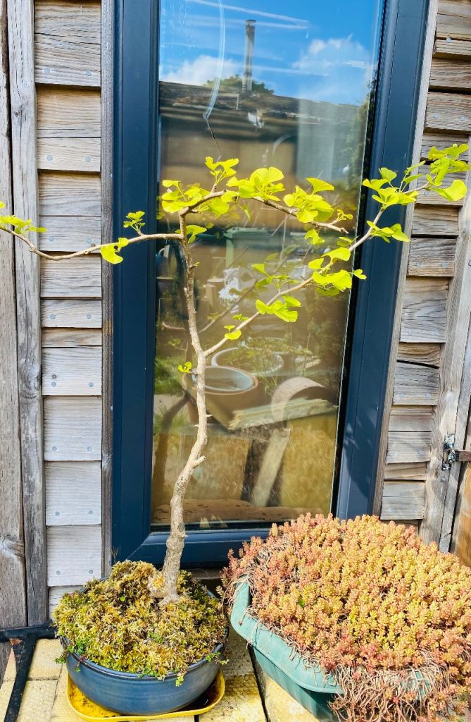 Ginkgo Biloba Bonsai Tree in Glazed pot.