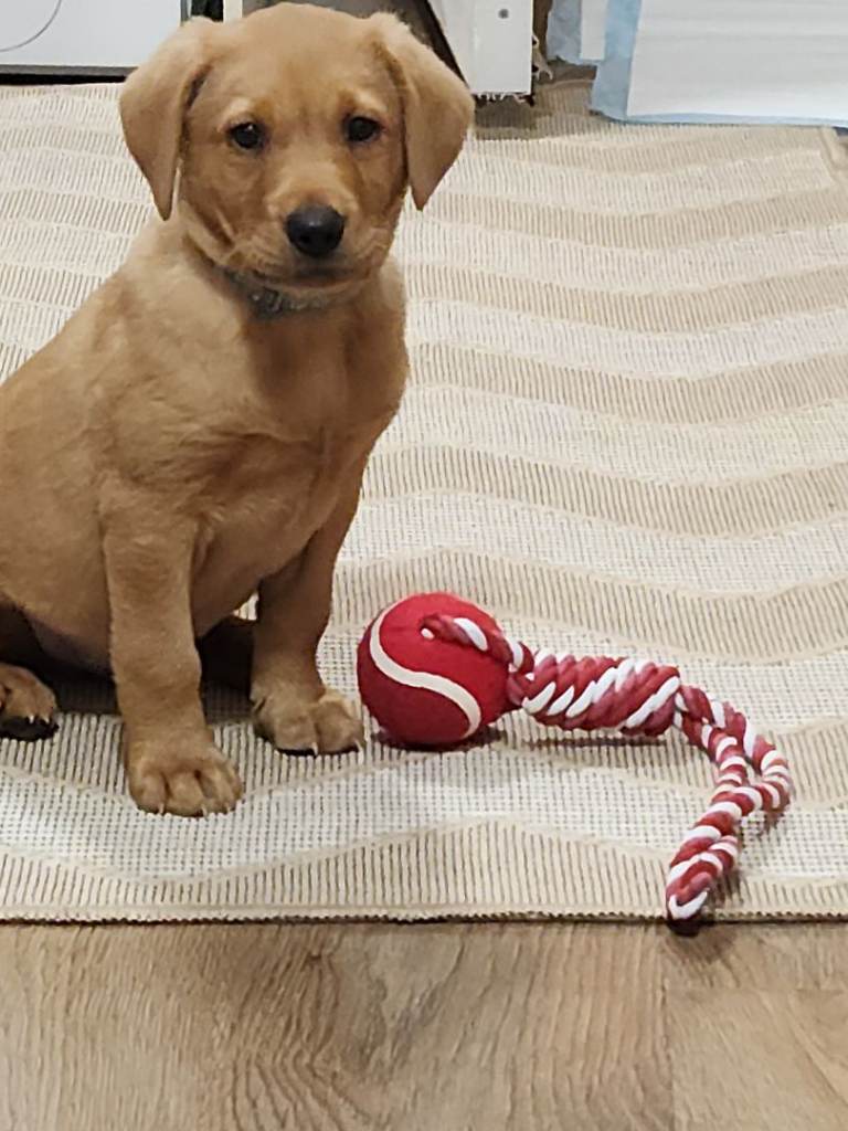 Fox red labrador puppy 