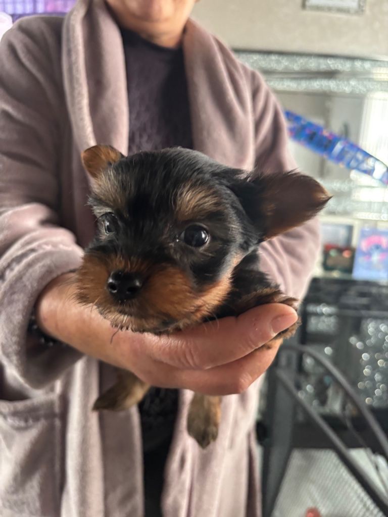Yorkshire terrier brewer puppies