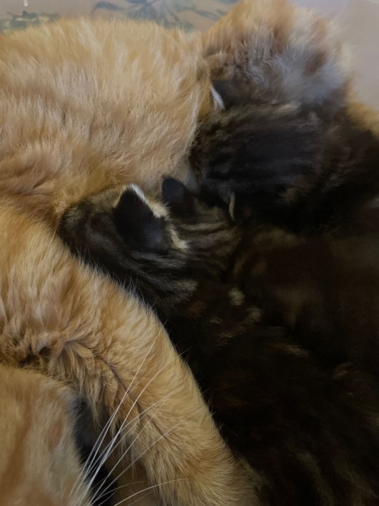 Part Persian kittens mixed 