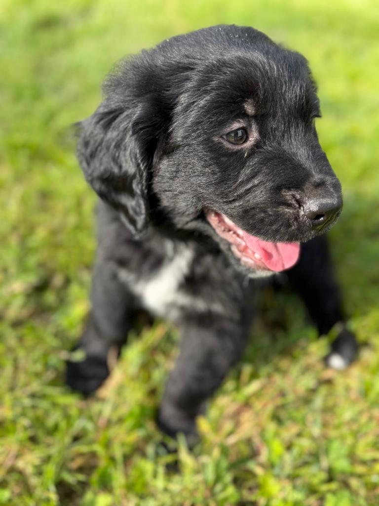 Golden retriever cross Bernese mountain dog 