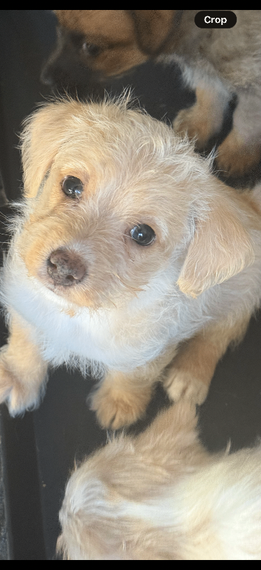 Beautiful f1 jackpoo puppies for sale 