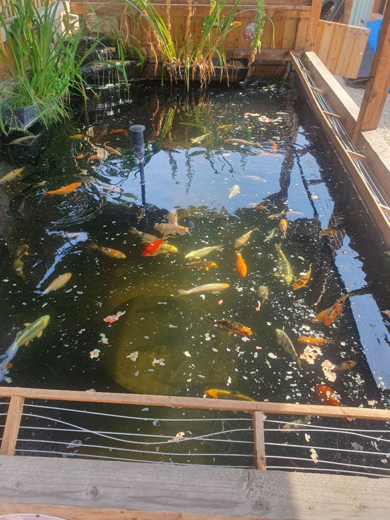 Koi .sturgeon. pluse other fish 