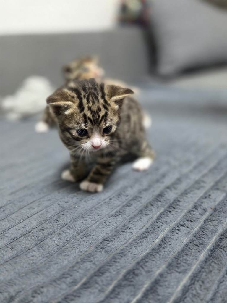 4 Adorable Kittens Ready for Their New Home 