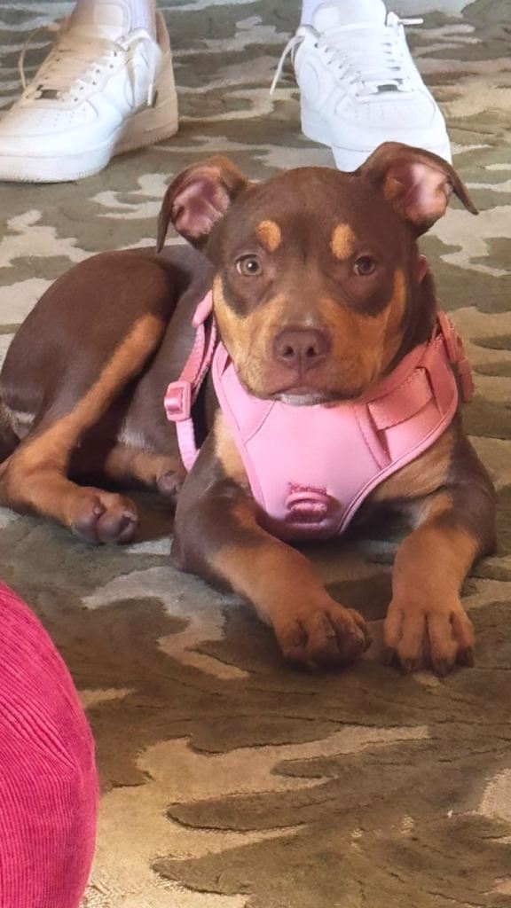 Rottweiler x American bully pup 