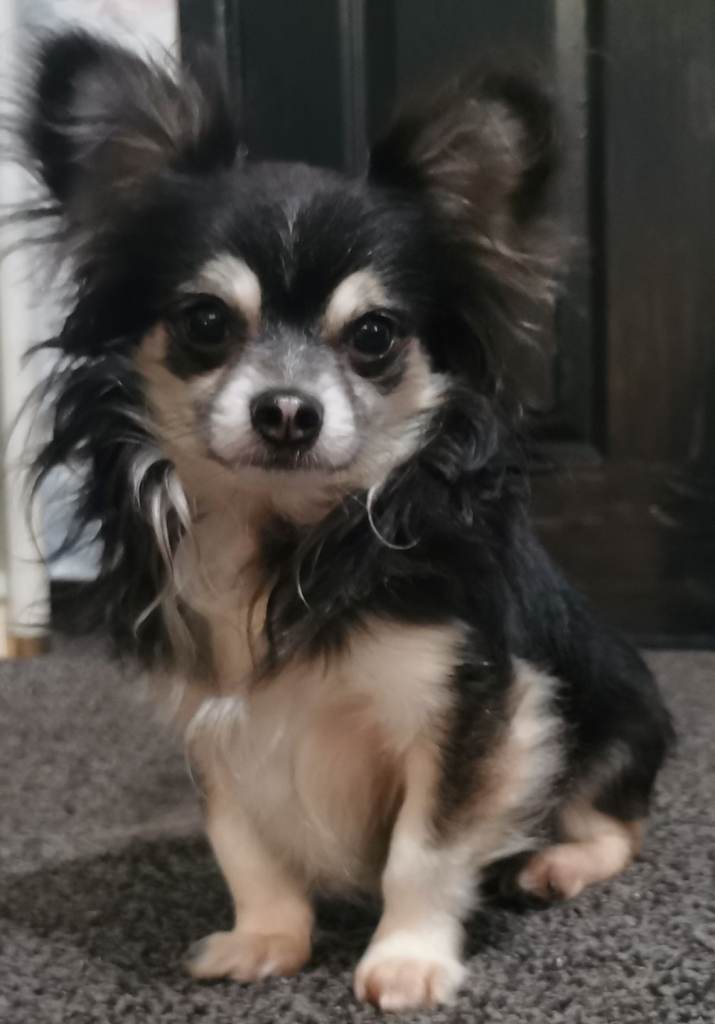 Two Chihuahuas, one male one female need new home