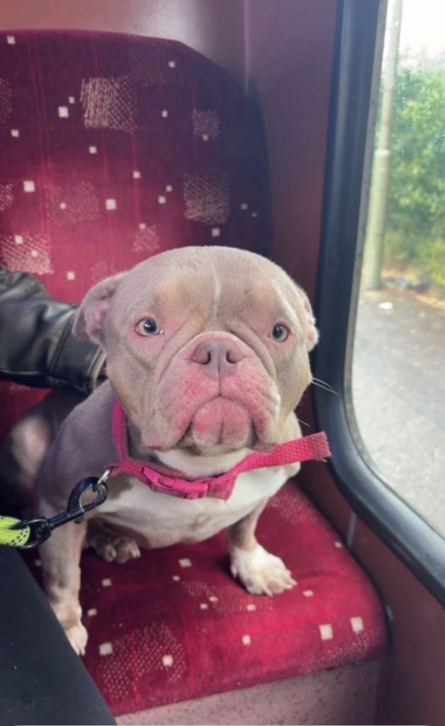 Exotic micro bully