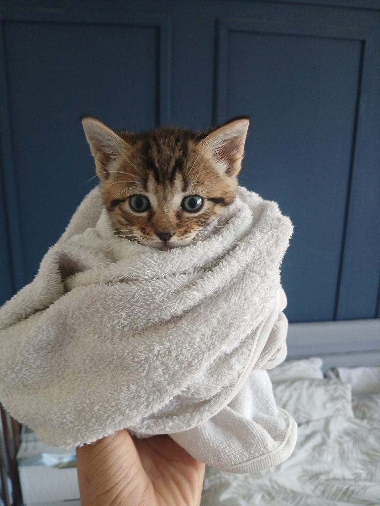 2 GIRL kittens for sale 