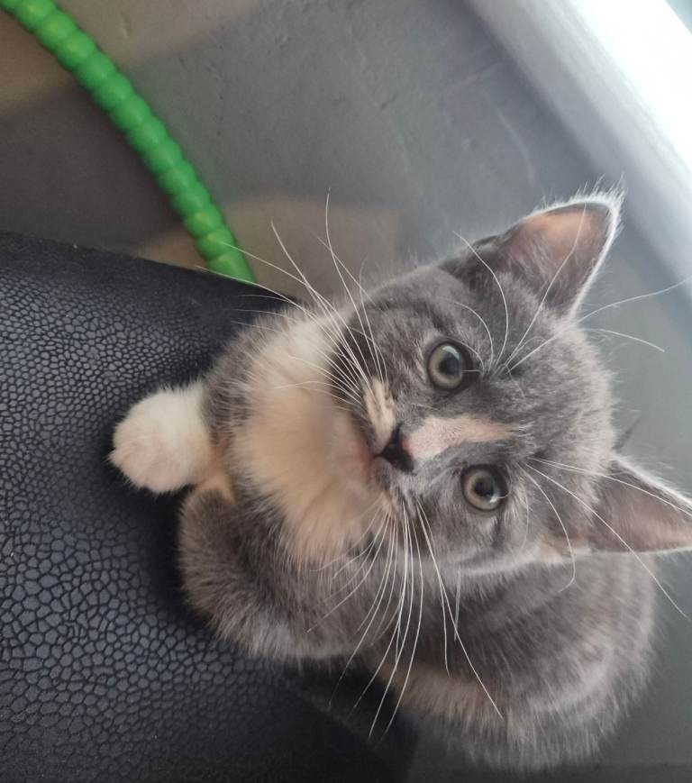 Grey female kitten