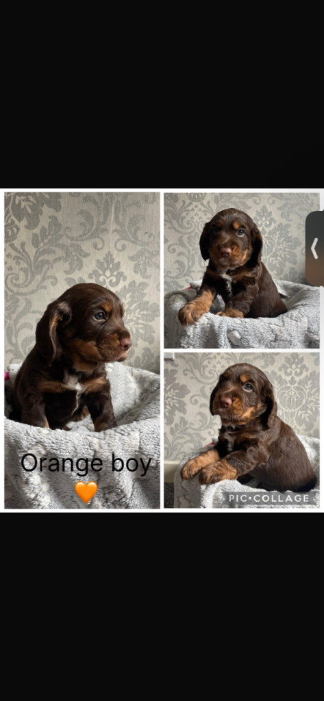 Adorable cocker spaniel pups