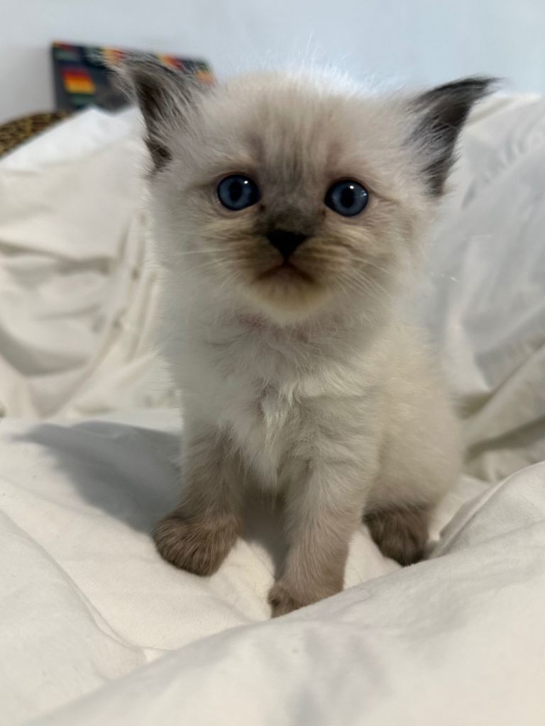 Ragdoll X Persian babies