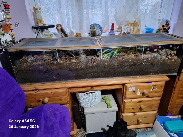 2x Giant African Millipedes & 1 Giant Green Millipede