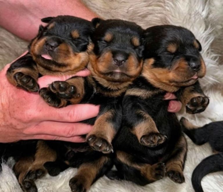 🔥🔥 Kc reg Rottweiler puppies 🔥🔥