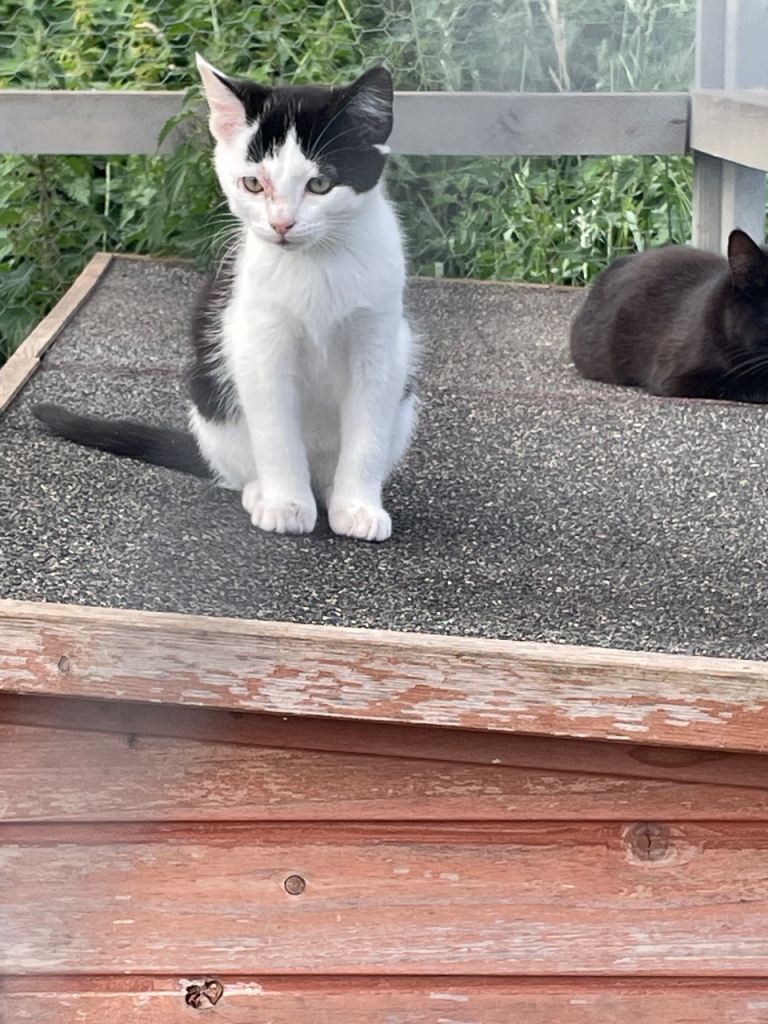 12 week old kittens needing forever homes 