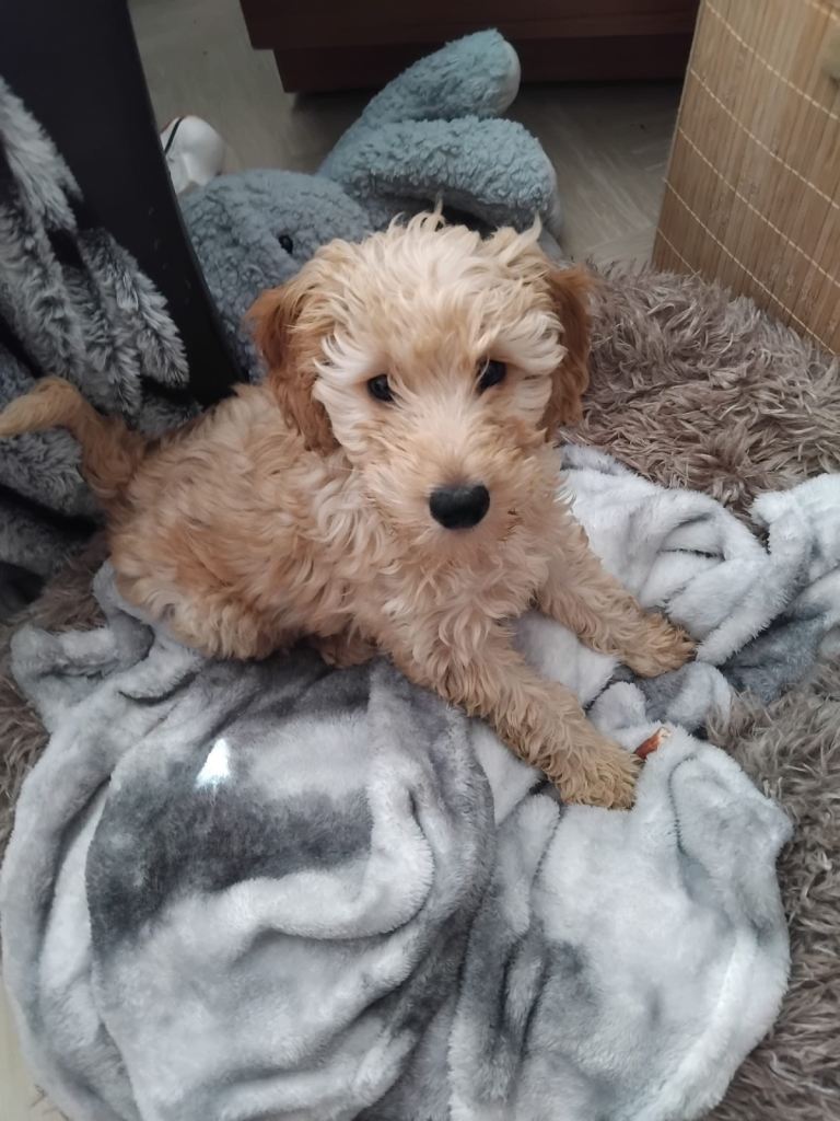puppy for sale