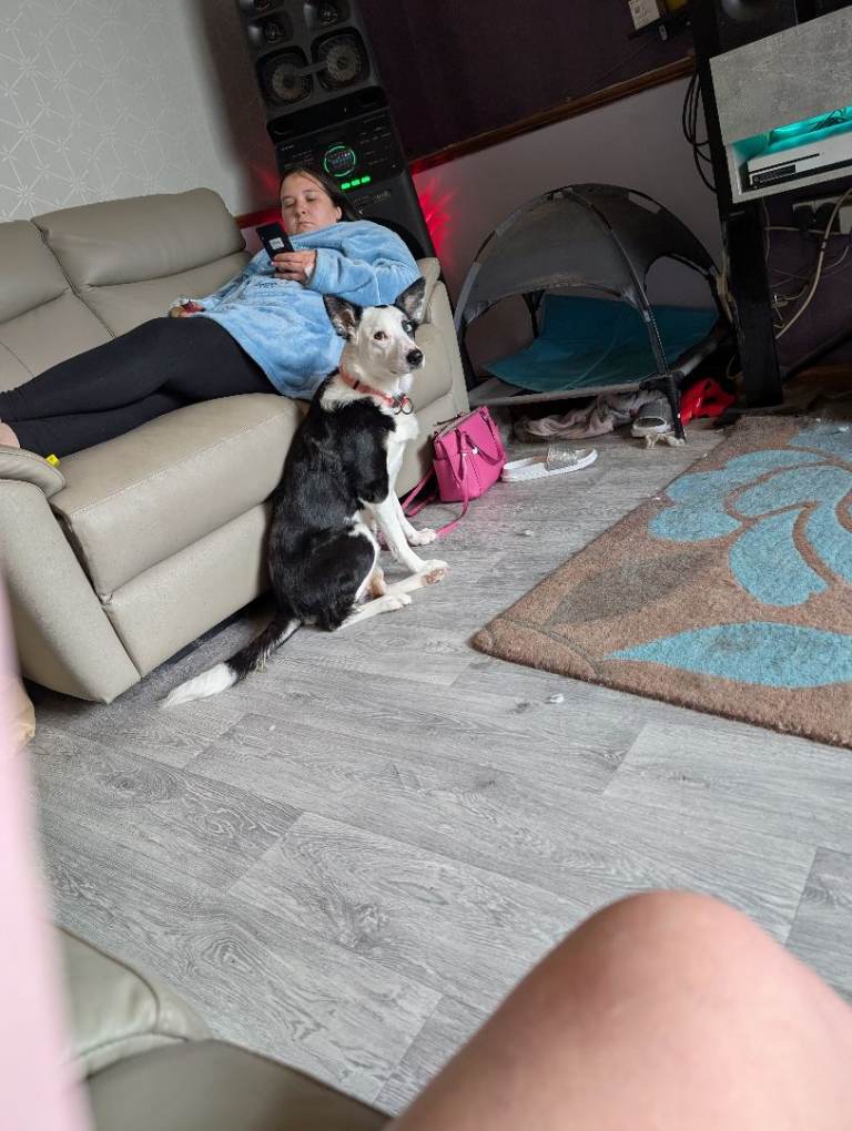 Husky cross border Collie 