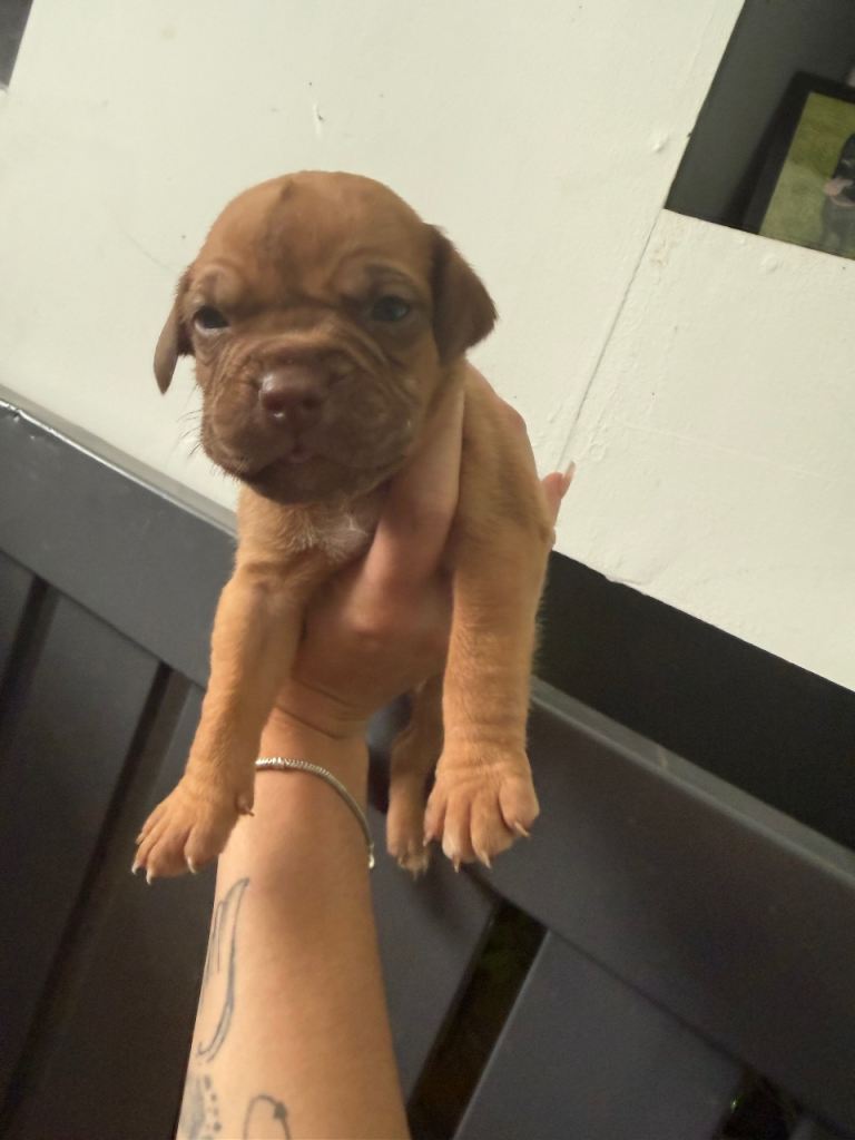 DDB CROSS CANE CORSO
