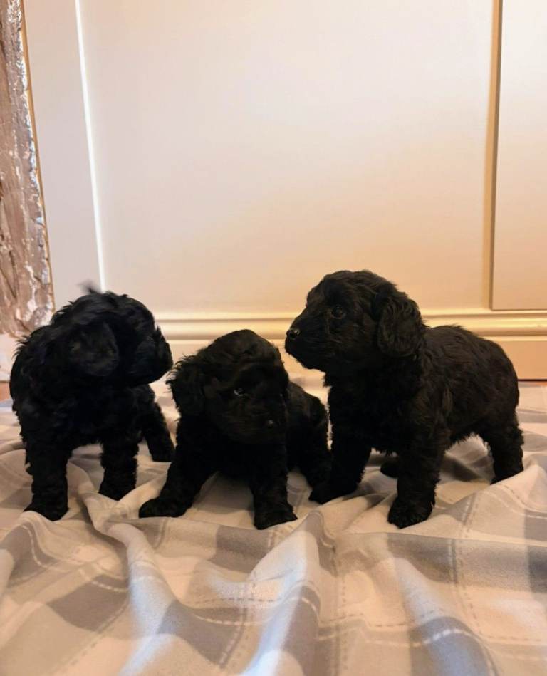 F1b cockapoos 
